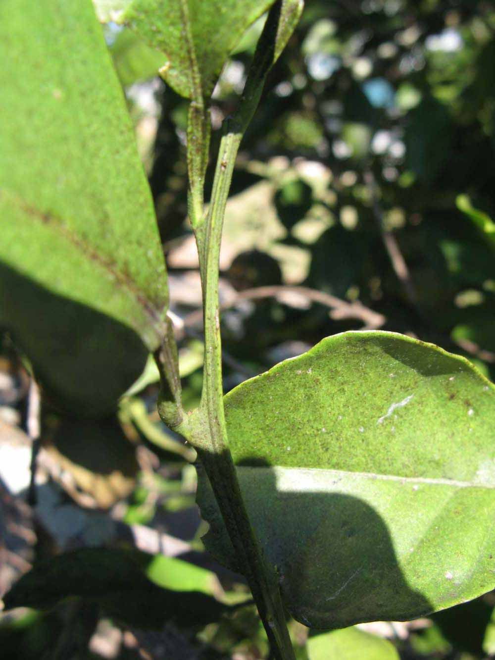            First year twig (Winter Haven, FL)   